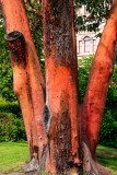 Arbutus Tree