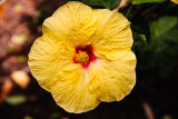 Hibiscus