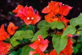 Bougainvillea