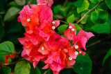 Bougainvillea
