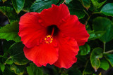Hibiscus