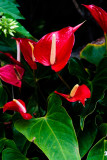 Anthurium