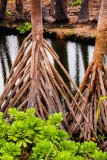 Hala Trees and Water Lettuce