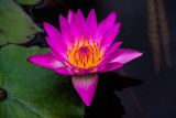 Water Lily