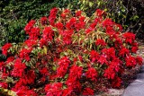 Poinsettia