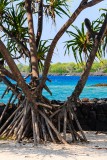 Hala Tree - Puuhonua o Honaunau National Historical Park (City Of Refuge)