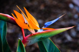 Bird Of Paradise