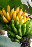 Banana Tree