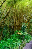 Bamboo