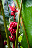 Red Banana Plant