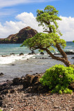 Alau Island Seabird Sanctuary