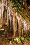 Banyan Tree Roots