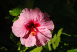 Hibiscus