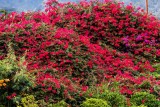 Bougainvillea