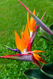 Bird of Paradise