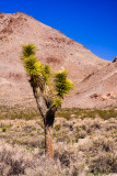 Joshua Tree