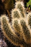 Cholla Cactus