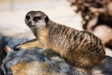 Meerkat