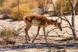 Pronghorn