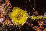 Prickly Pear Cactus