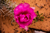 Prickly Pear Cactus