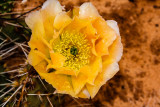 Prickly Pear Cactus