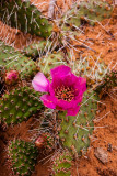 Prickly Pear Cactus
