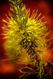 40D_17388_LR