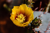 Prickly Pear Cactus