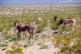 Wild Burros - Amargosa Desert