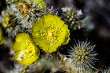Cacti & Desert Plants and Flowers