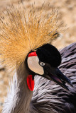 Grey Crowned Crane