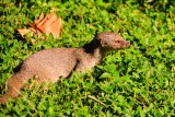 Mongoose