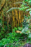 Bamboo