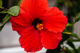 Hibiscus