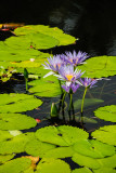 Water Lily