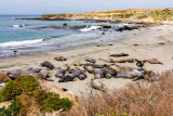 Elephant Seals