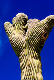 Arizona - Sonora Desert Museum