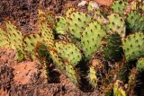 Cacti & Desert Plants and Flowers