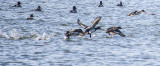 ducks takeoff 1 pond cropped 850pxl 3-18-17_MG-1070.jpg