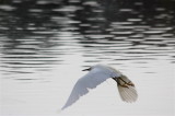 White Egret, Bolinas Lagoon