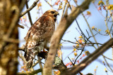 Red-shouldered Hawk