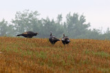 Heading for the Ridge, Turkeys