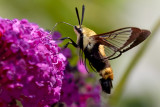 Hummingbird Moth