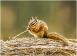 DH2_Chipmunk_on_Hay_Bale_D_Hutchings.jpg.jpg