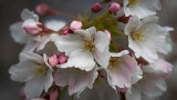 CherryBlossoms_TomHansen.JPG