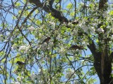 Crabapple blossoms and cedar waxwings!!