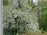 This crabapple tree is over a 100 years old ... the spring blossoms were spectacular!!
