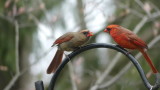 Our faithful pair .... Cardinals
