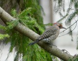 Our natural pesticides ... the best grub busters in town (Northern flickers)!!